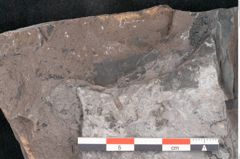 Foto (Detailansicht) von Odontopteris minor Brongniart (NHMW-GEO-2024-0188-10726)